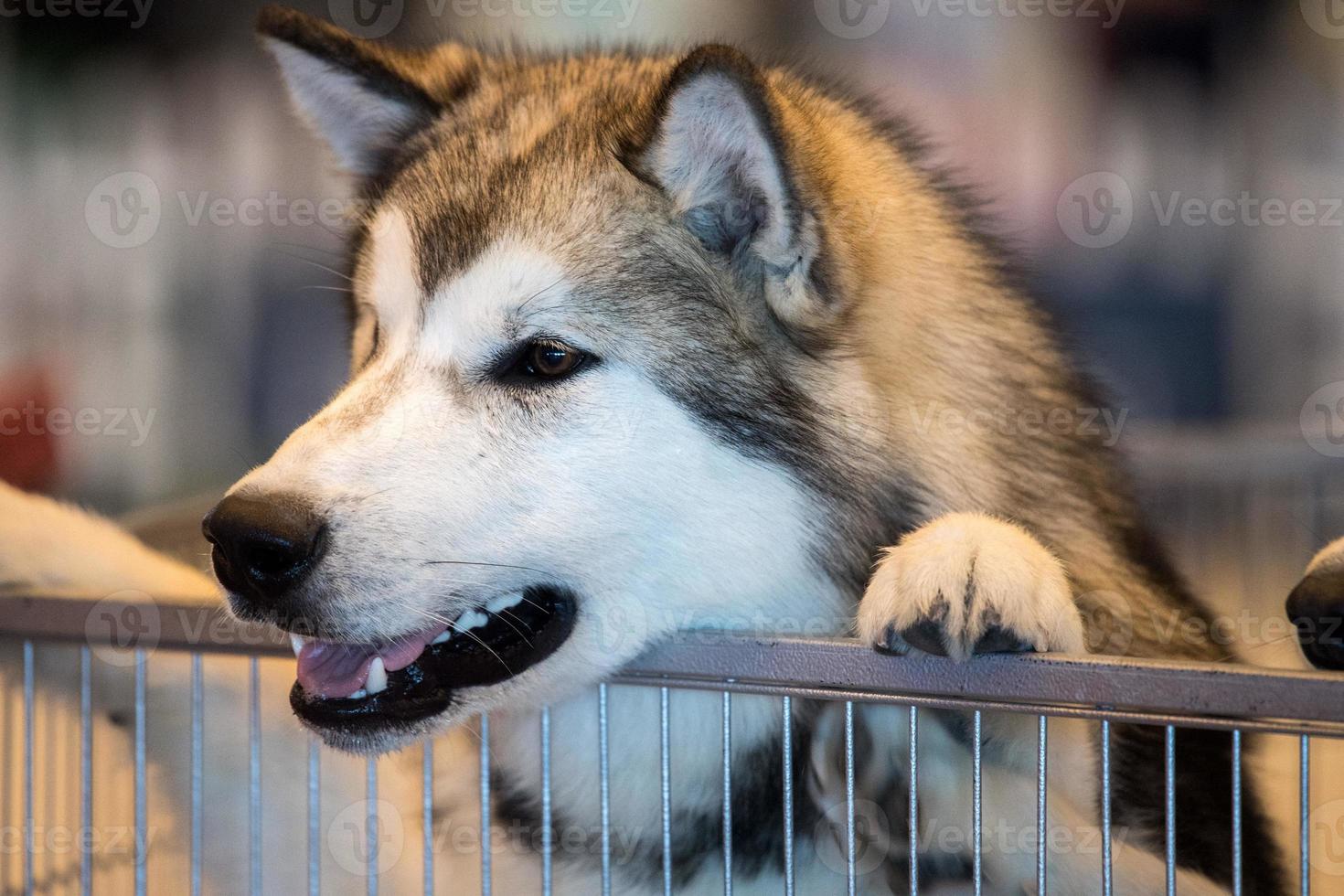 husky dog portrait photo