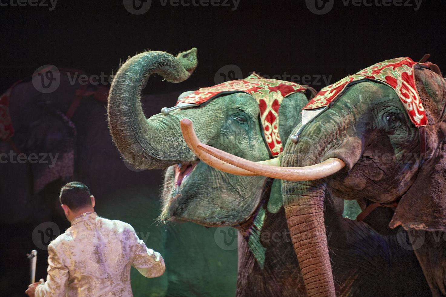 circus elephant detail photo