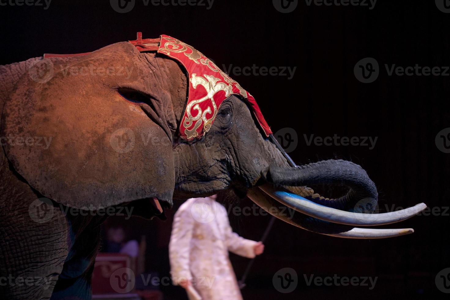 circus elephant detail photo