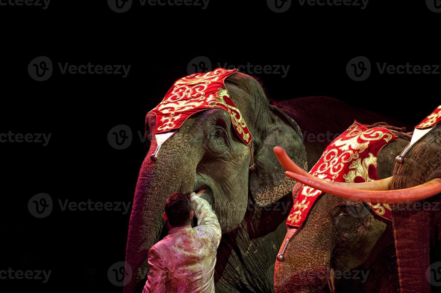 detalle de elefante de circo foto