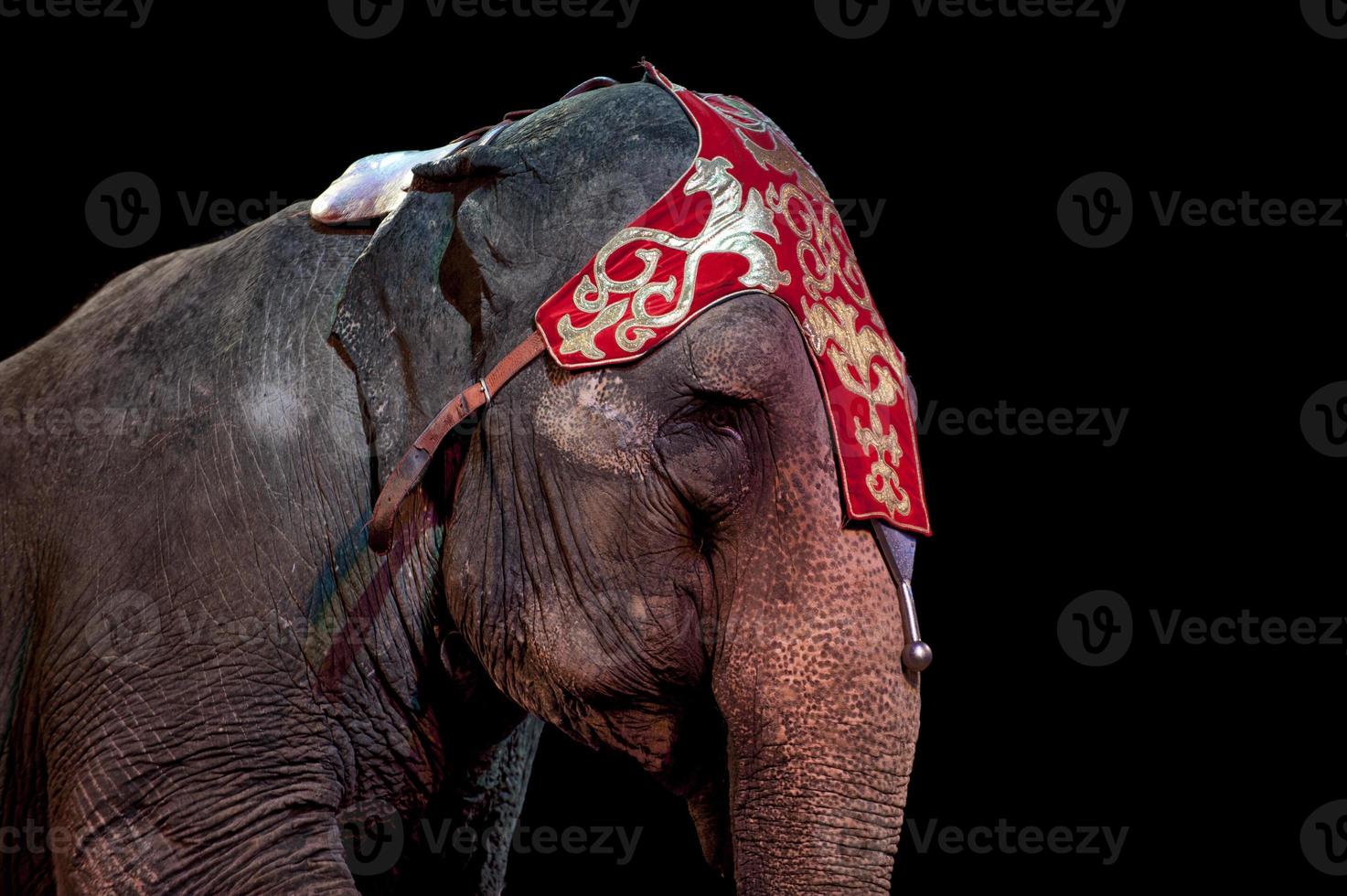 circus elephant detail photo