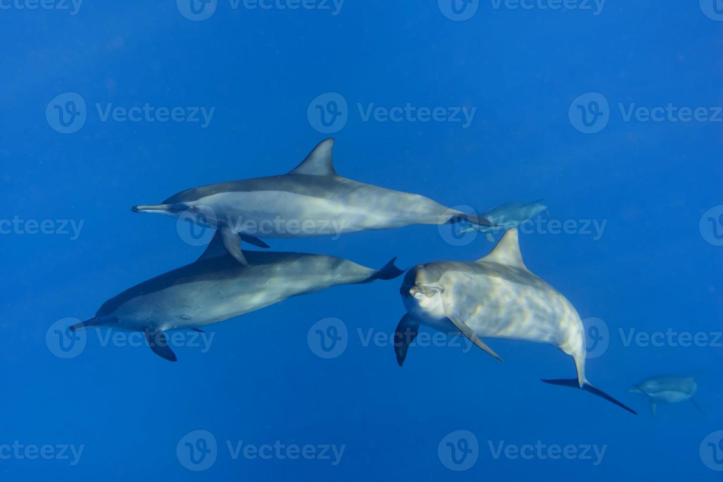 Close encounter with a group of three dolphins looking at you in the deep blue sea underwater dive scuba photo