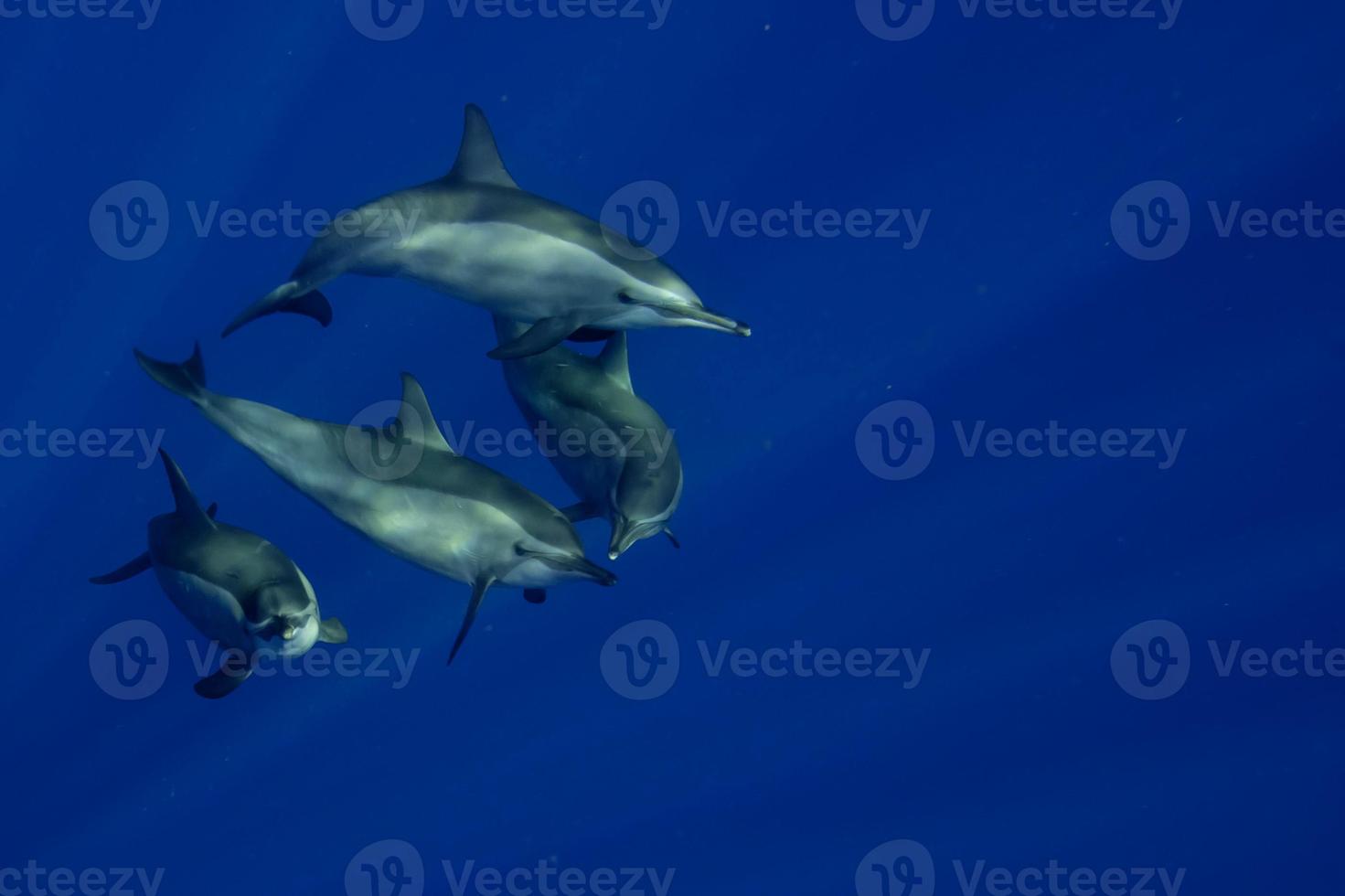 An isolated dolphin looking at you in the deep blue sea underwater dive scuba photo