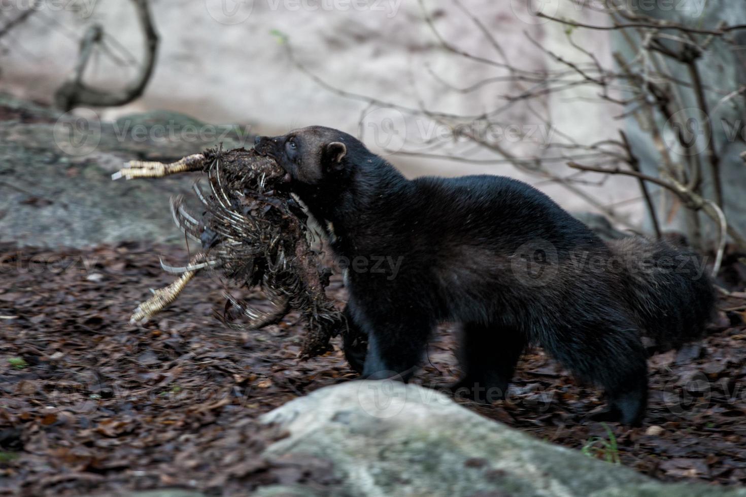 Wolverine portrait while hunting photo