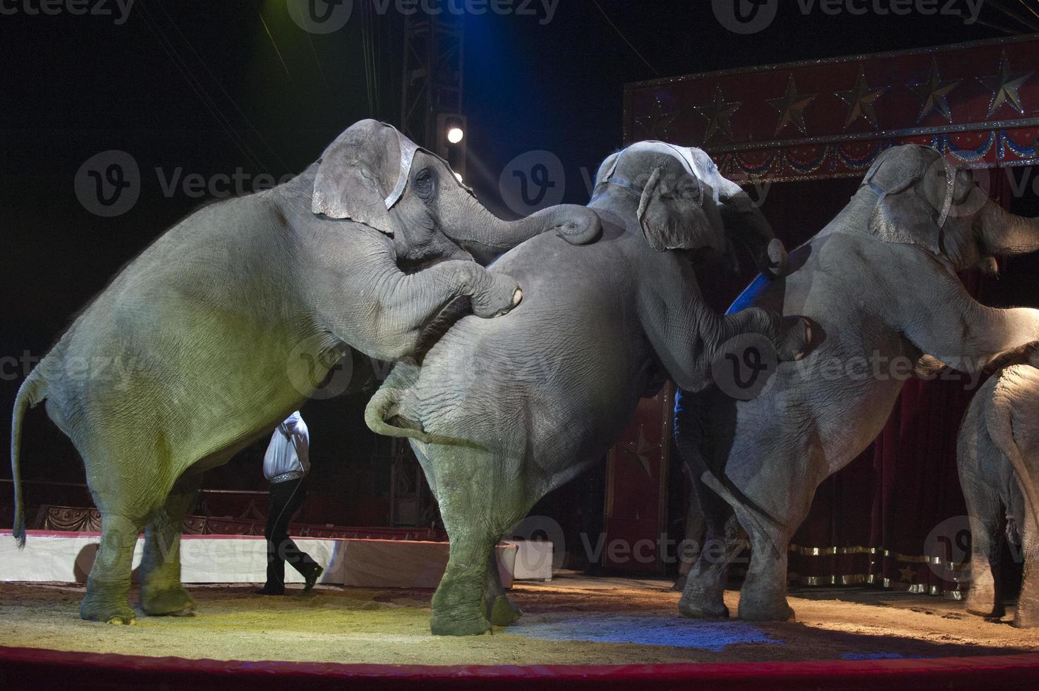 circo elefantes durante un espectáculo foto