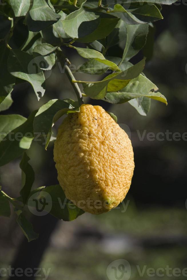 Fresh cedar fruit photo