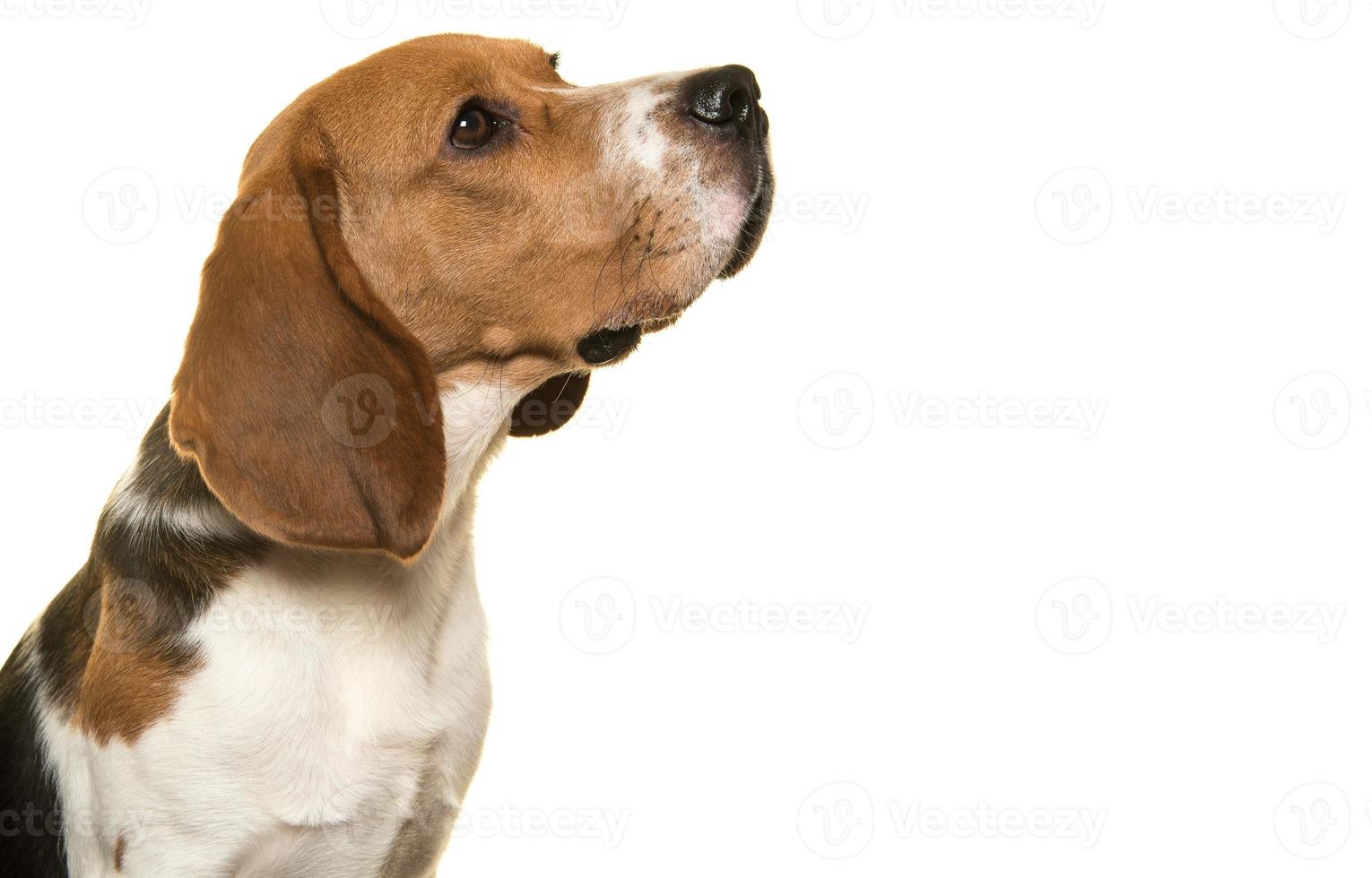 cute dog isolated in an empty removable background, adorable pet cut