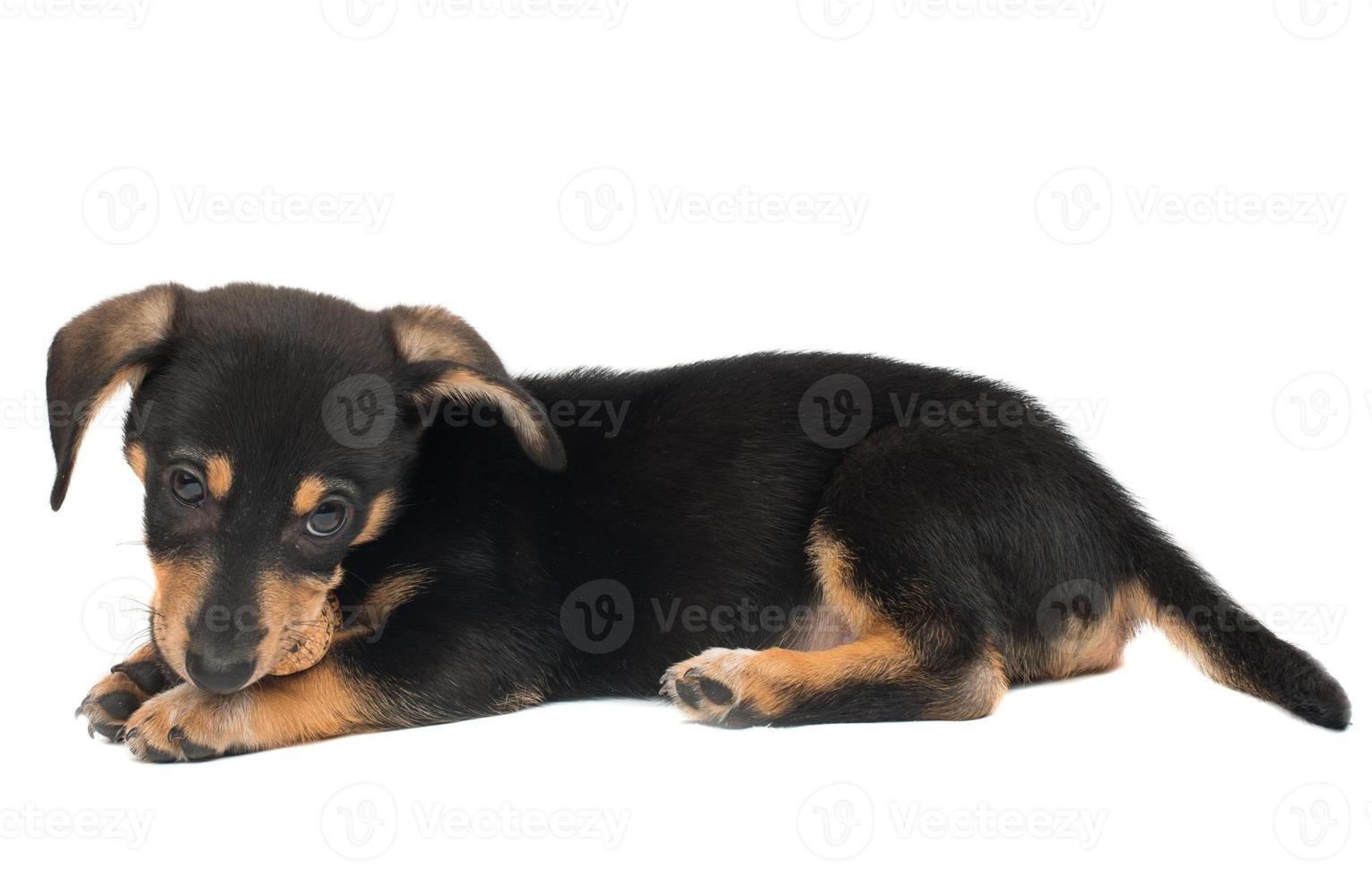 cute dog isolated in an empty removable background,adorable pet cut out