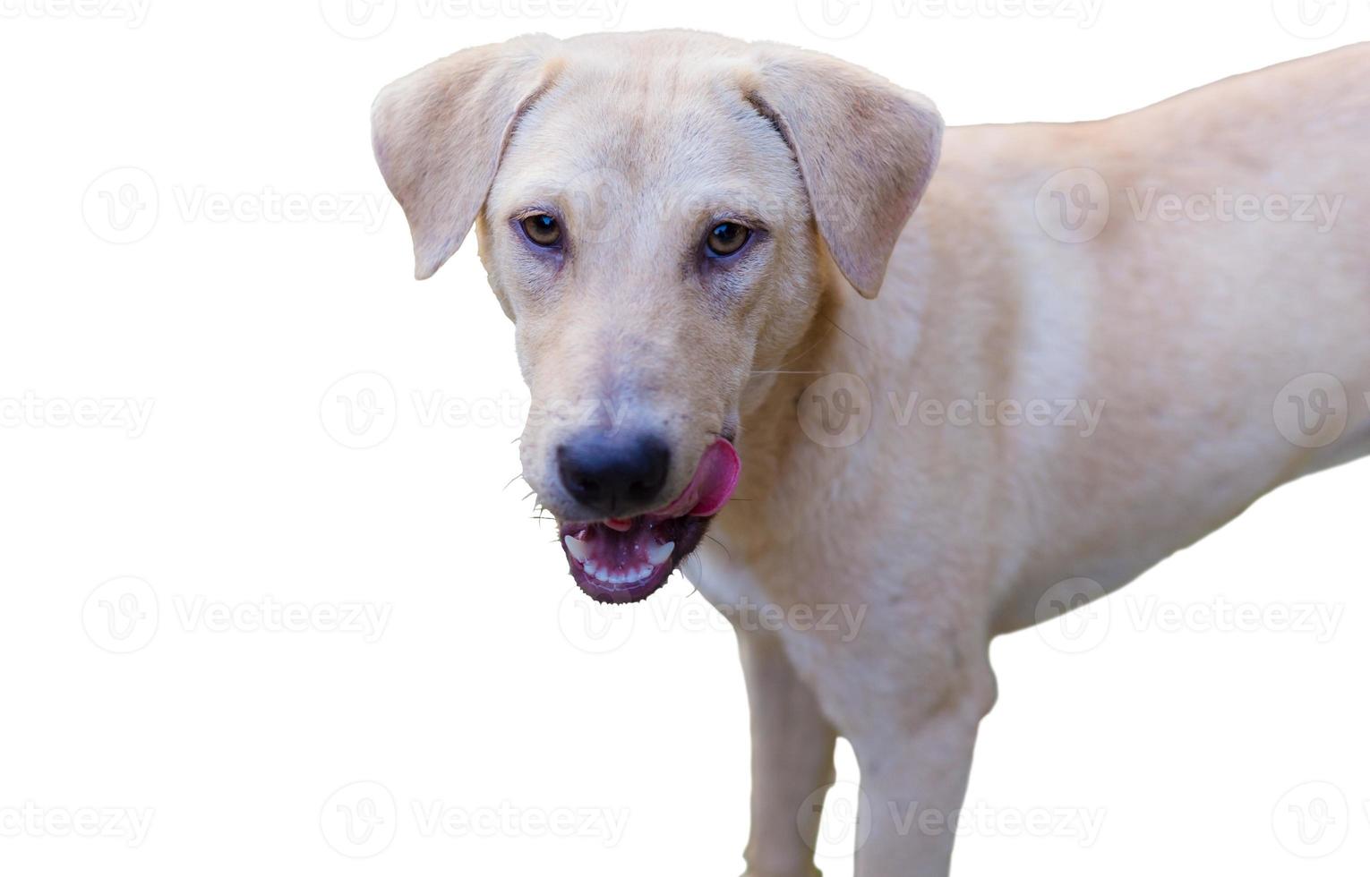 cute dog isolated in an empty removable background, adorable pet cut