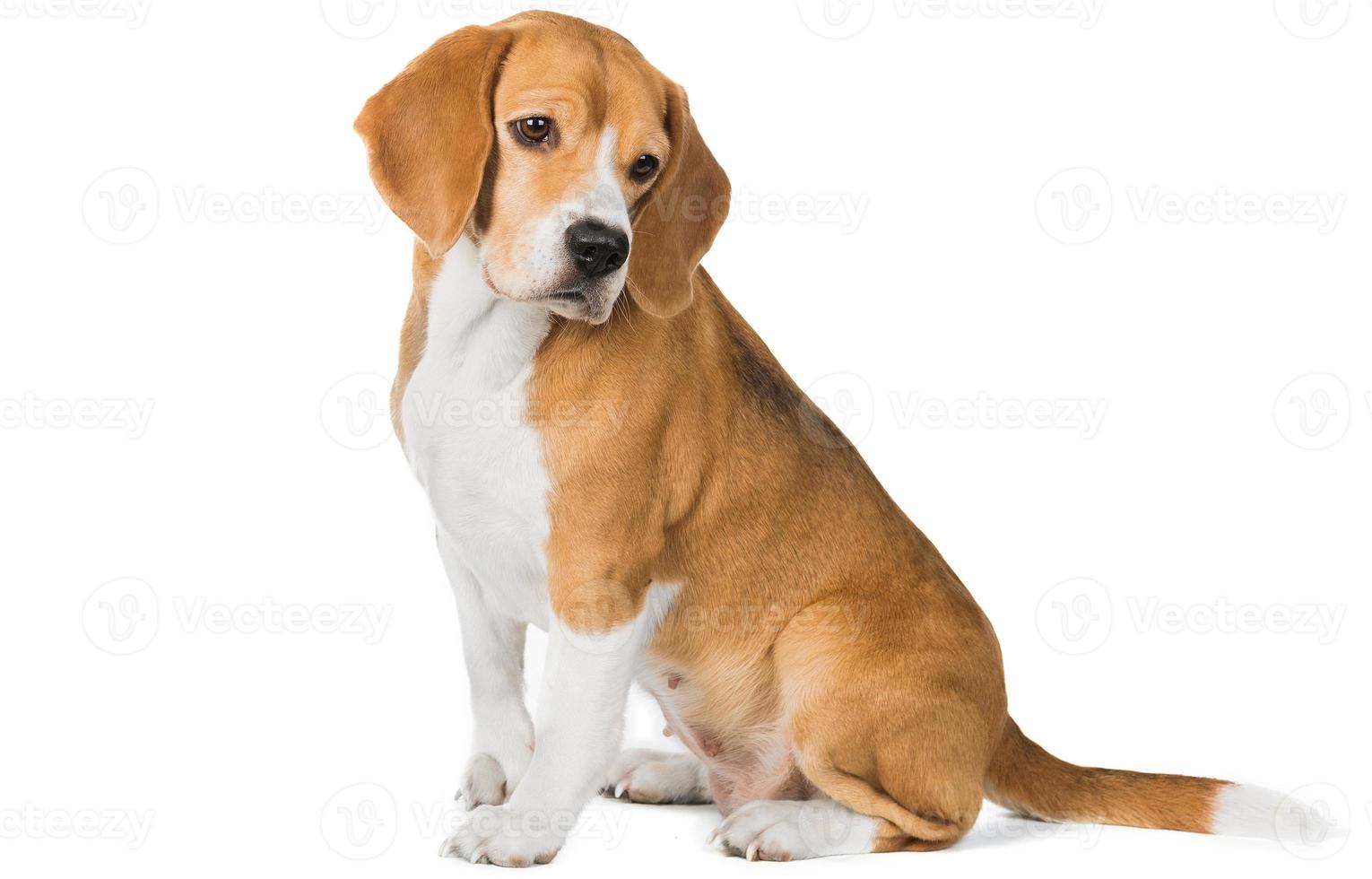 cute dog isolated in an empty removable background,adorable pet cut out