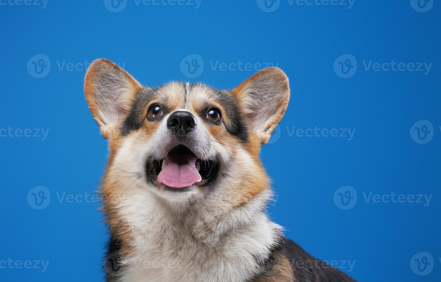 cute dog isolated in an empty removable background, adorable pet cut