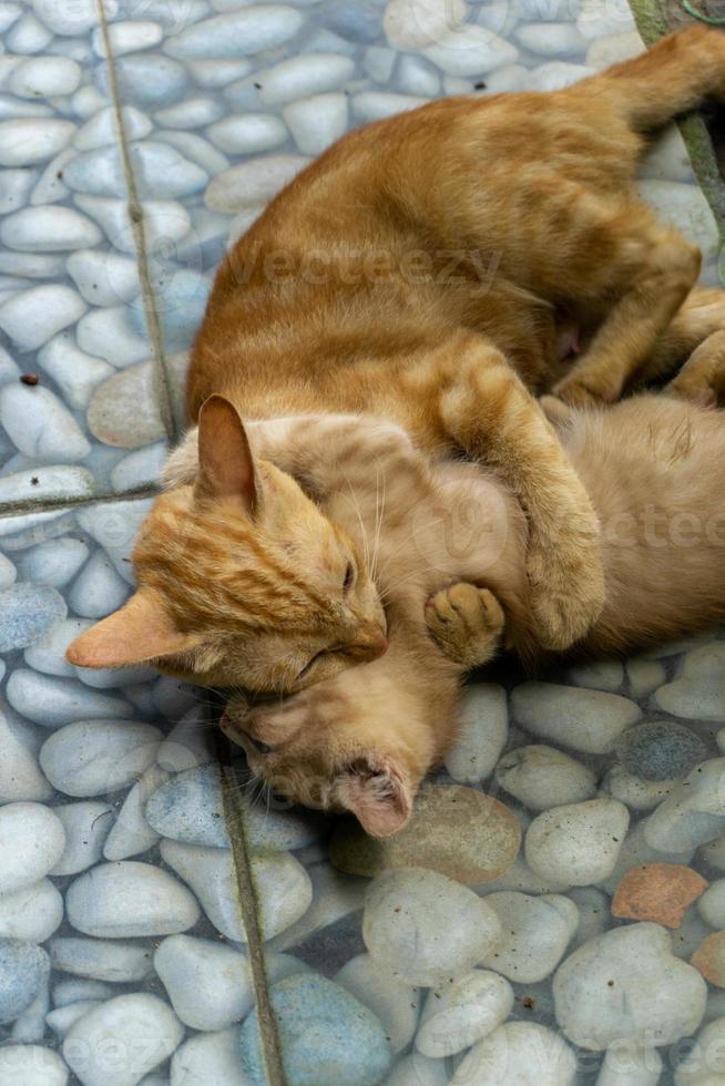 white and orange kitten. two different cat playing and running outdoors. photo