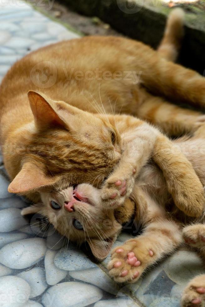 white and orange kitten. two different cat playing and running outdoors. photo