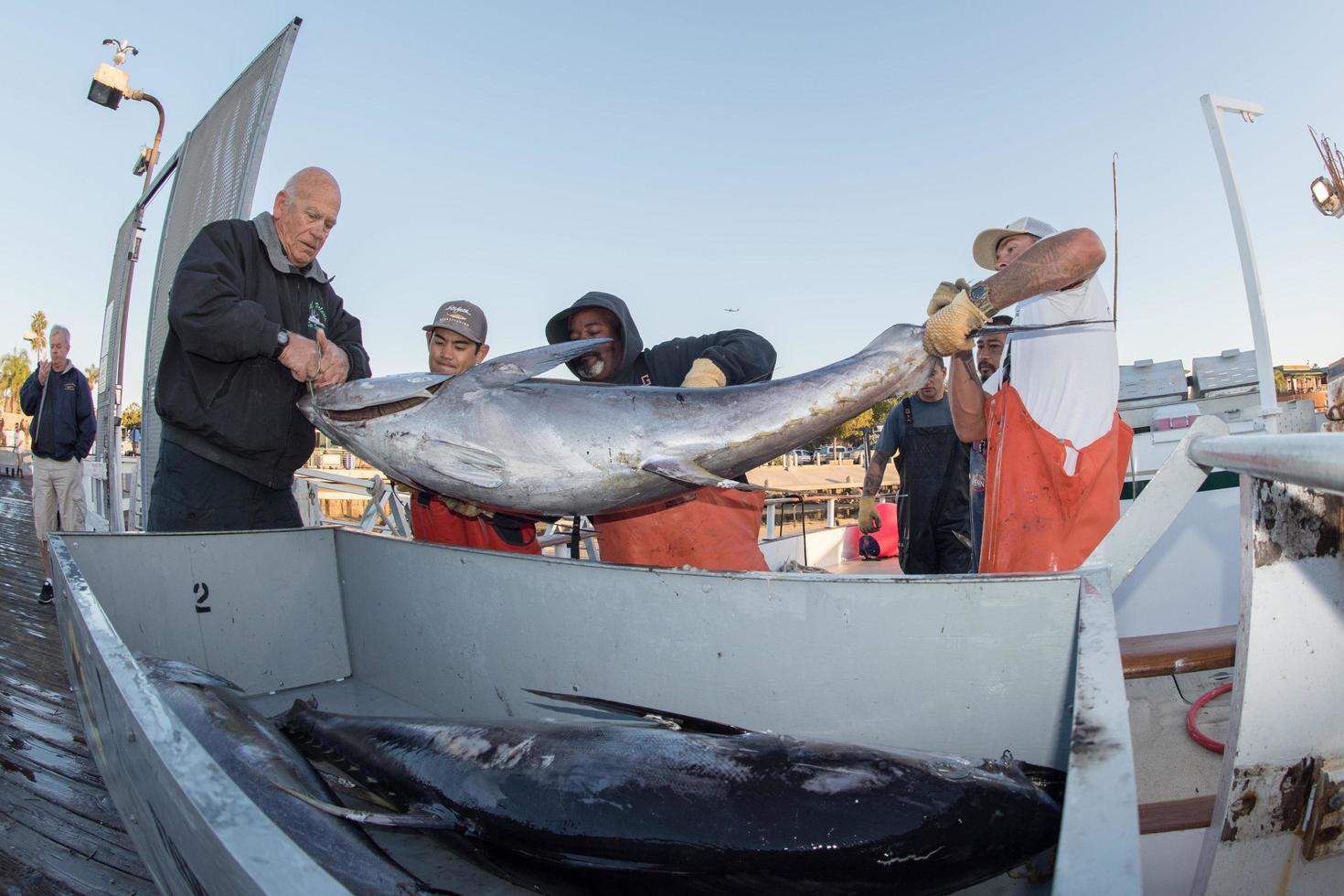 SAN DIEGO, USA - NOVEMBER 17, 2015 - fishing boat unloading tuna at sunrise photo