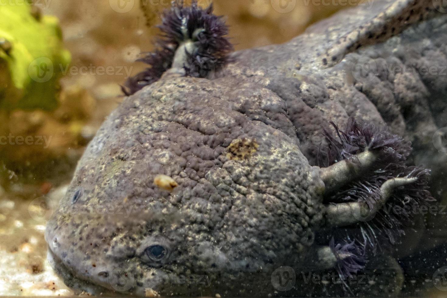 Axolotl underwater portrait photo