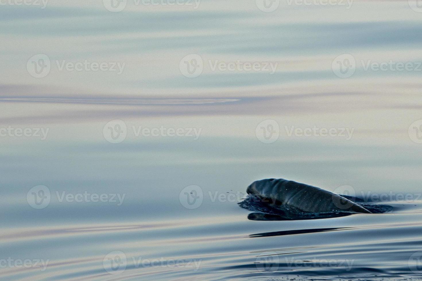 Newborn calf Rare Goose Beaked whale dolphin Ziphius cavirostris photo