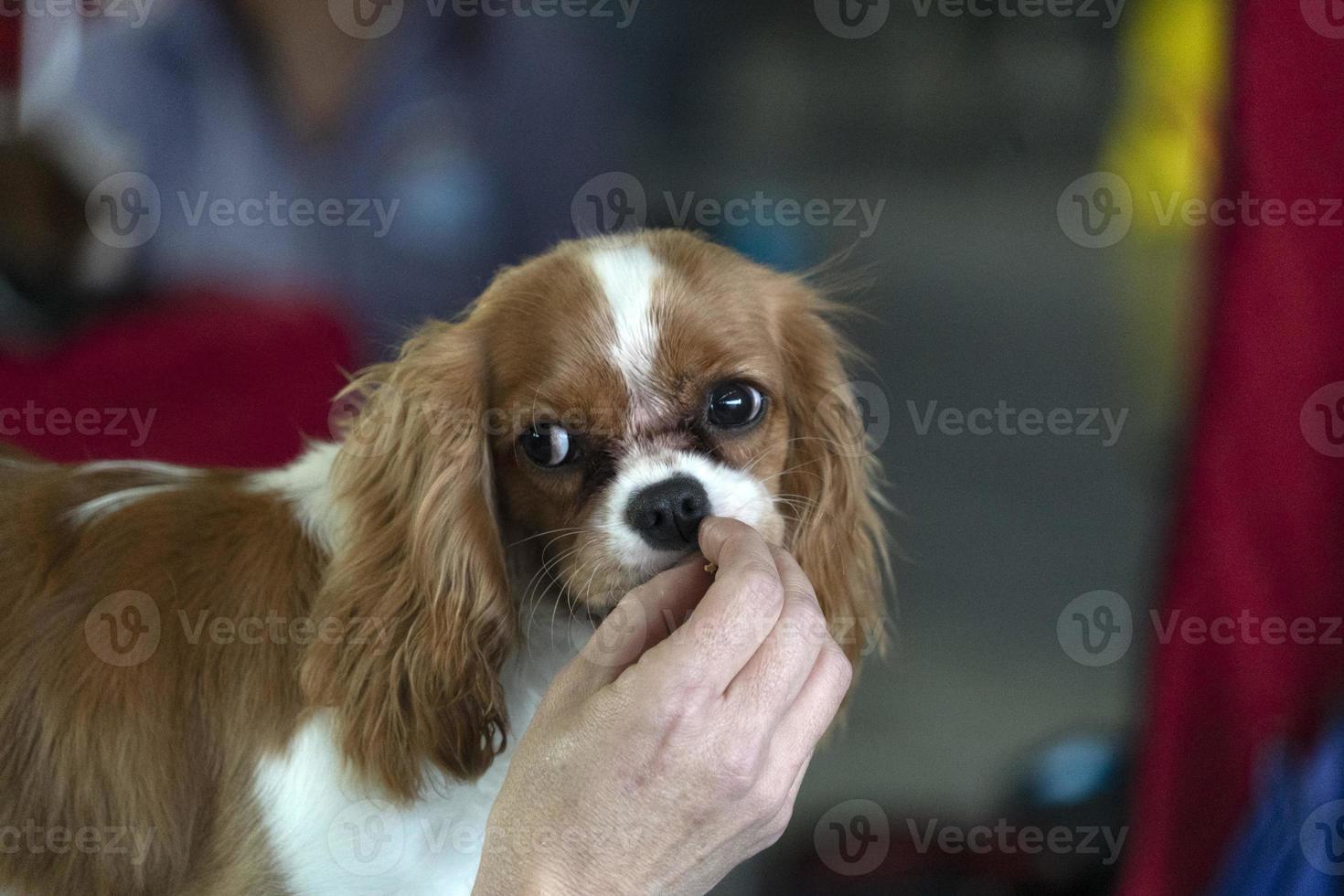 Chevalier king perro de cerca mientras come un bocadillo foto