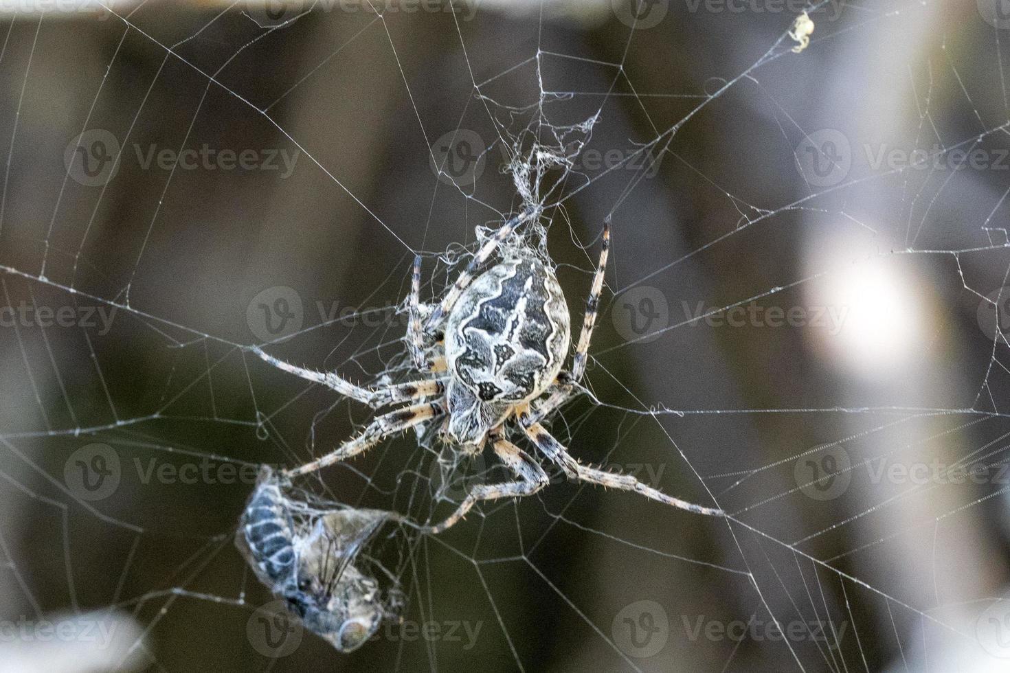 spider catching a fly photo