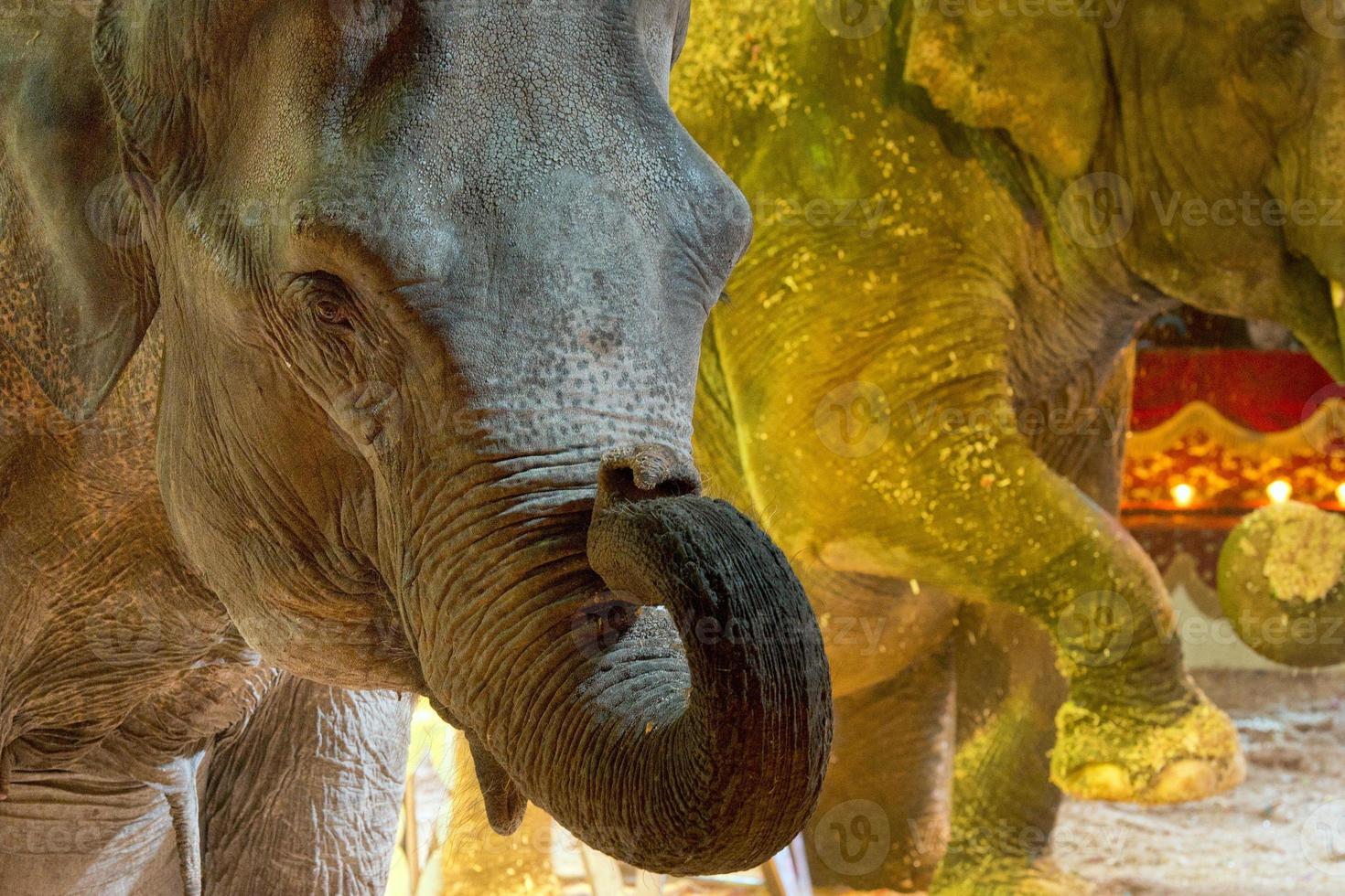 Circus Elephant shiow photo