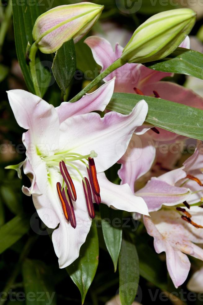 lily flower detail photo