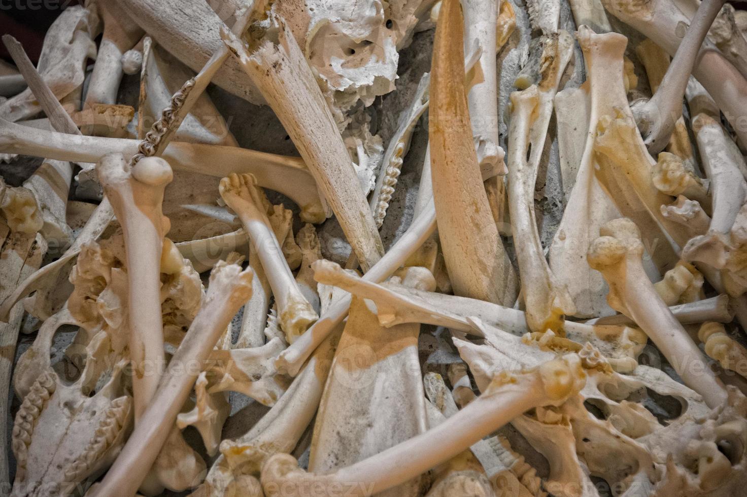 animals bones detail photo