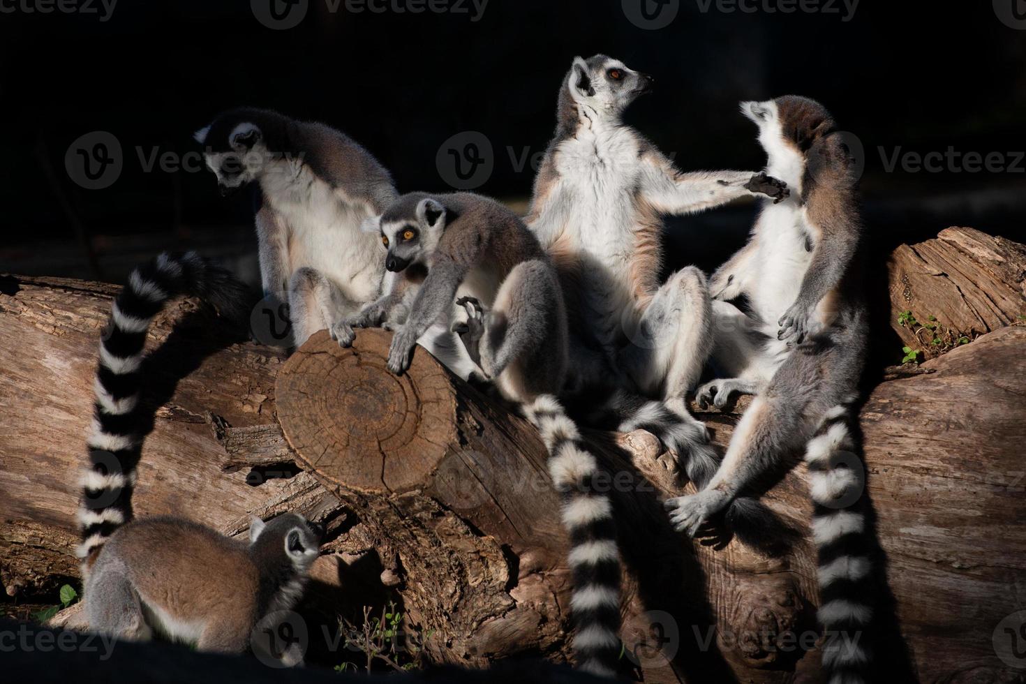 lemur monkeys together photo