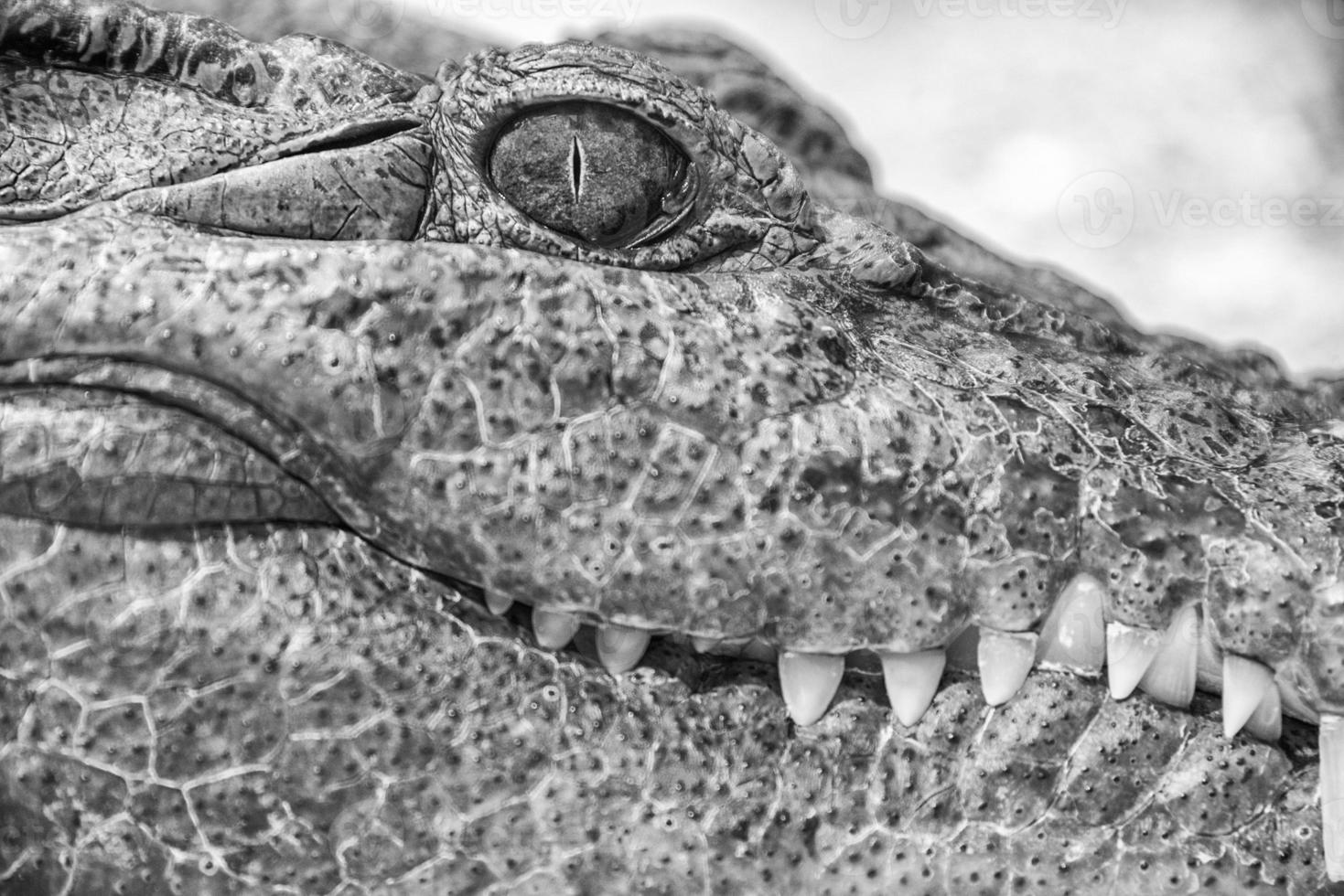 Crocodile Alligator eye close up photo
