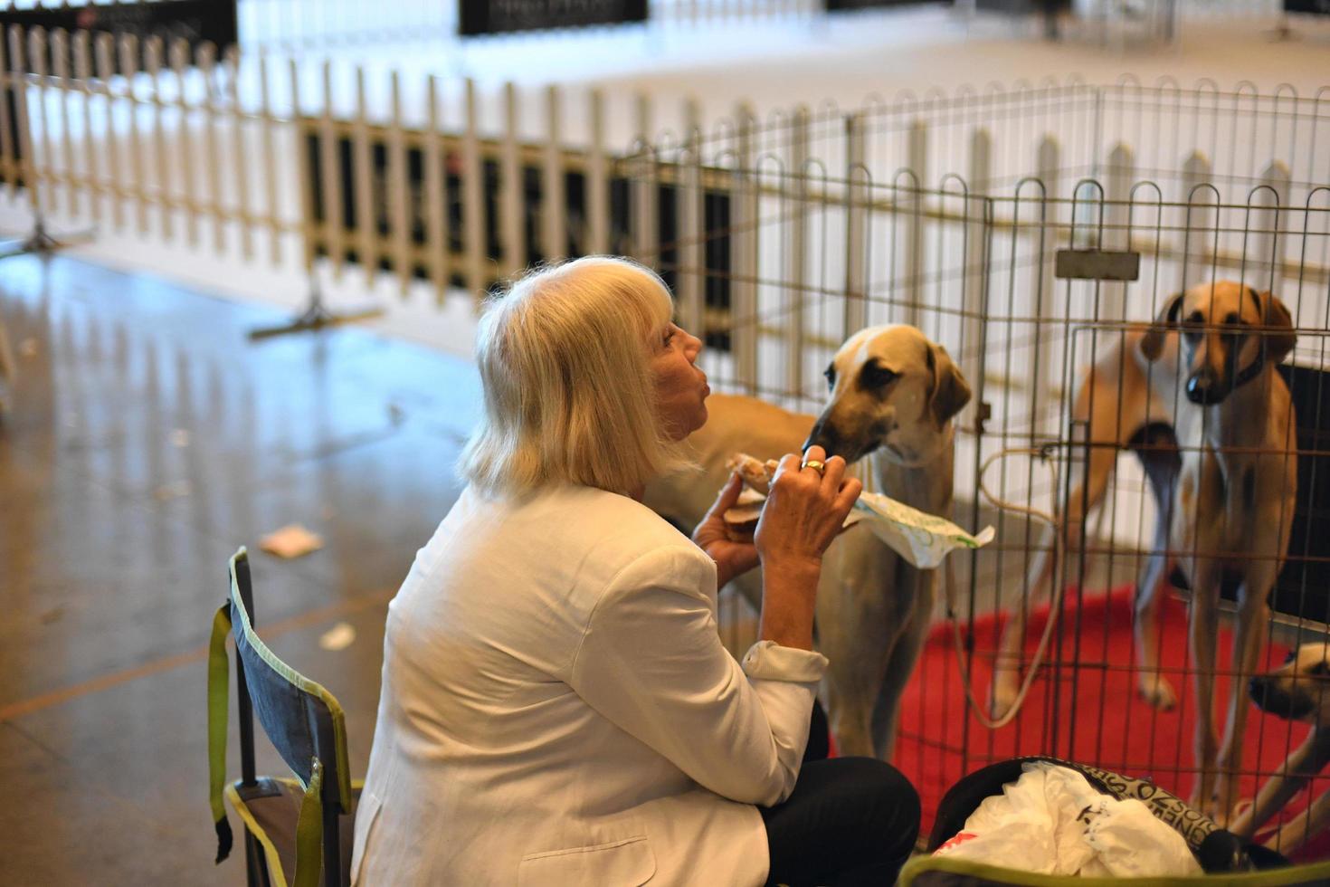 GENOA, ITALY - MAY 21 2016 - Annual public international dog show photo