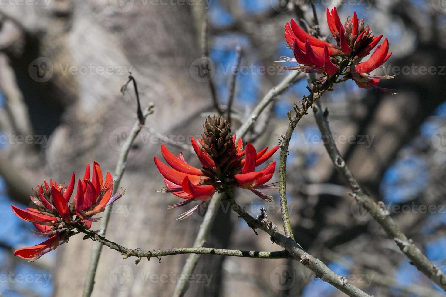 Red flowers in Sydney Watson Bay view photo