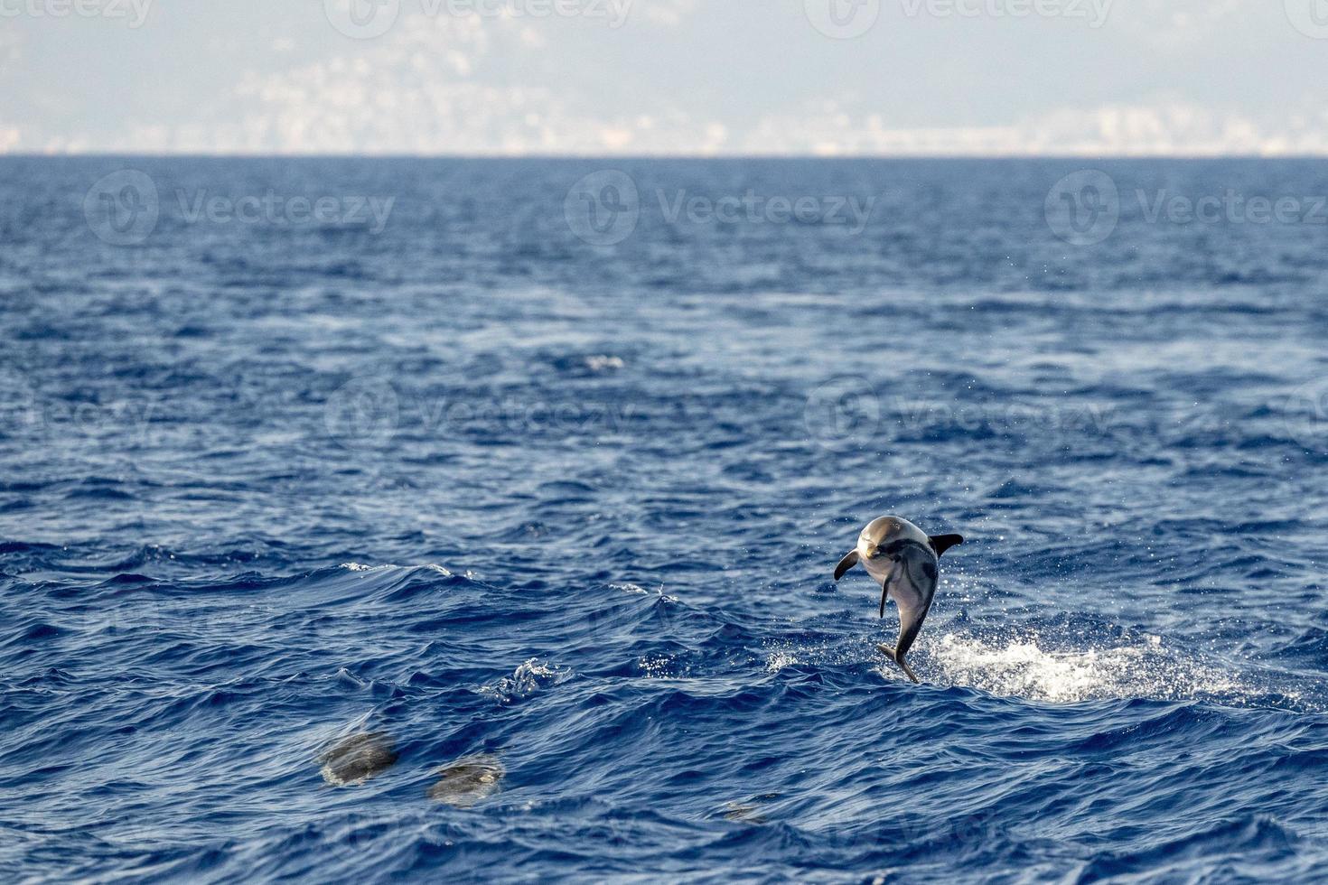 striped Dolphin while jumping in the deep blue sea photo