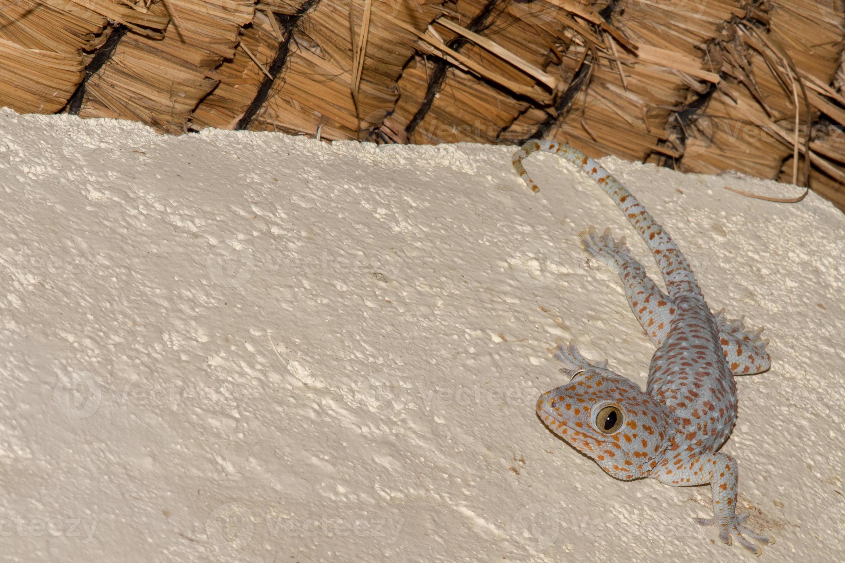 red spotted gecko portrait close up macro 20304943 Stock Photo at Vecteezy