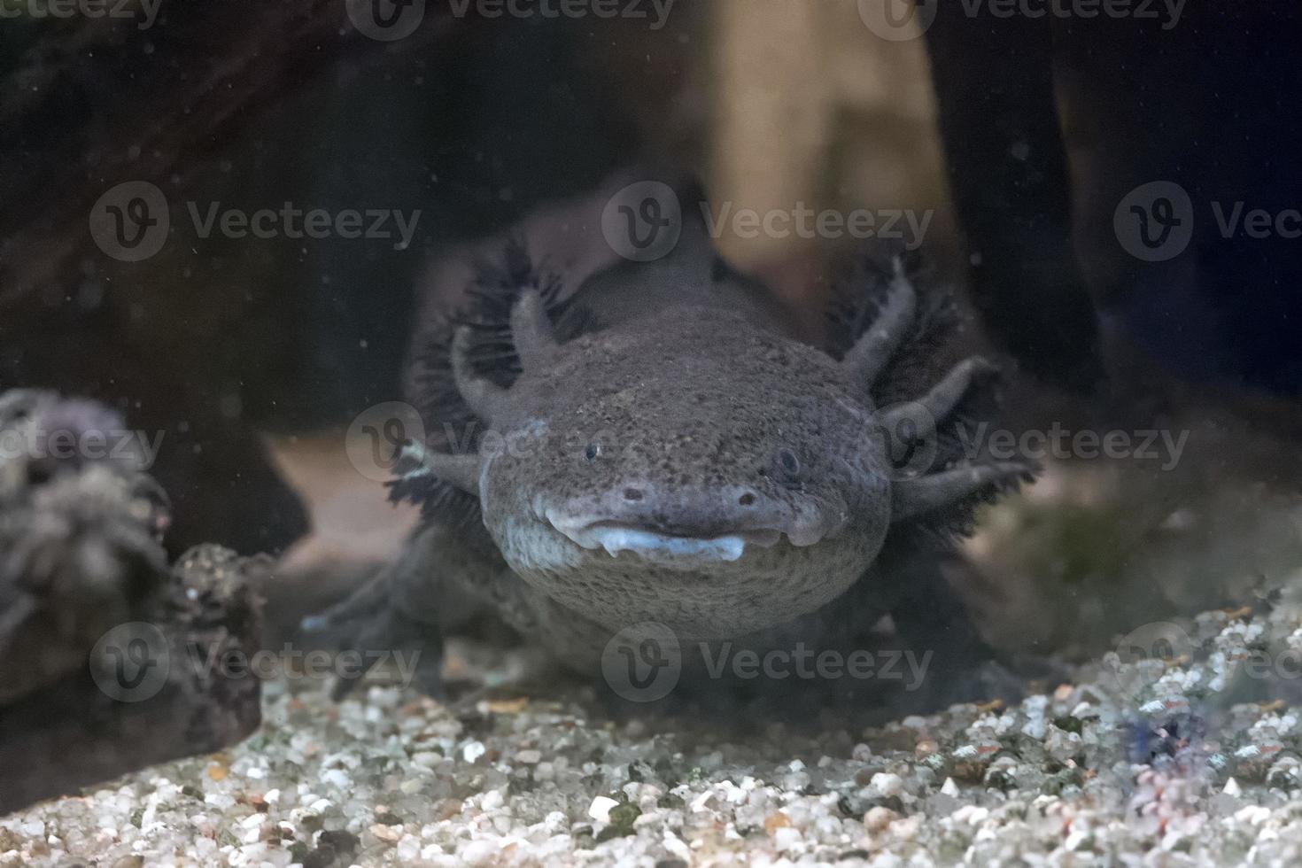 axolotl mexican salamander portrait underwater photo