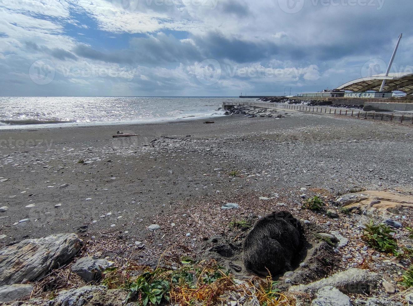 gran jabalí en la playa de la ciudad de Génova, Italia foto