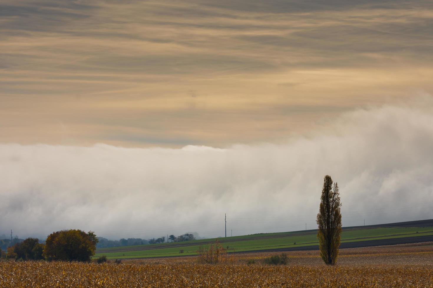 campos y arboles con un denso pared de blanco niebla en el suelo durante puesta de sol foto