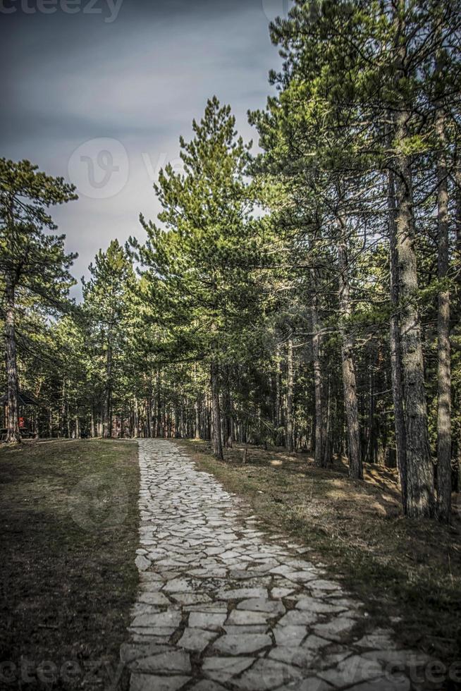 The forest on the mountain of Tara in Serbia with a visible stone trail photo