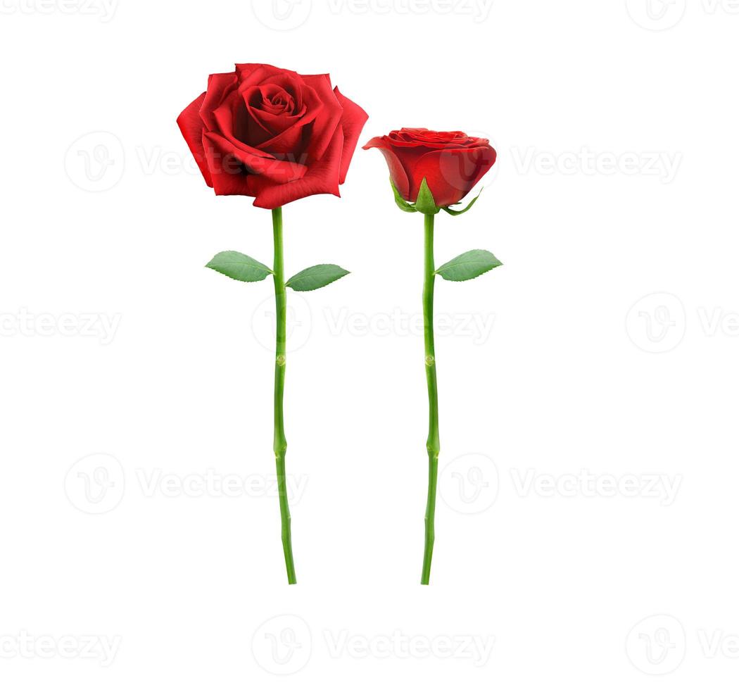 red rose flower isolated on white background photo