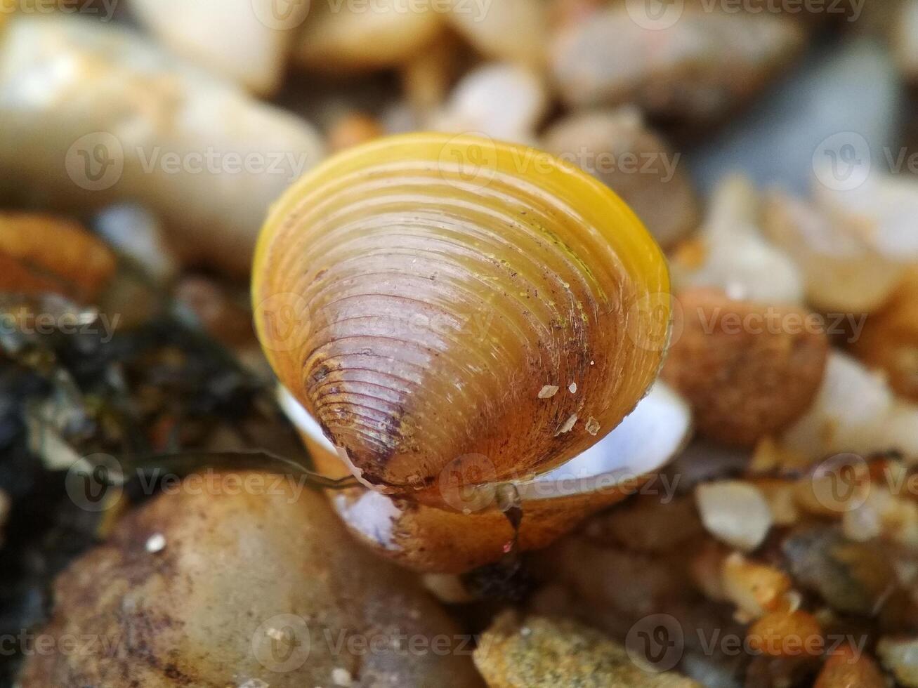 Empty and opened freshwater river clam on rocks macro photo