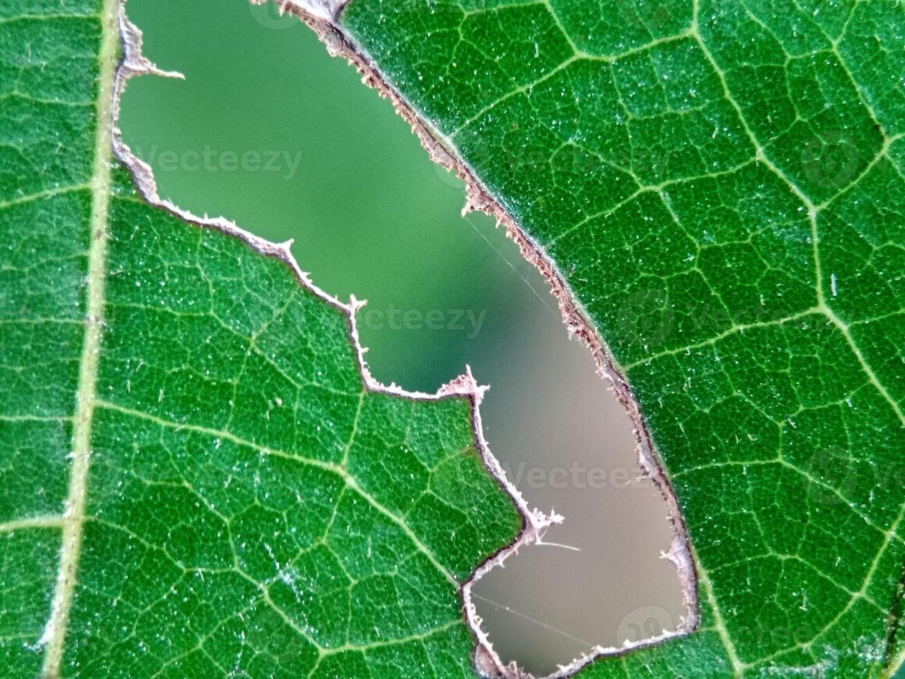 hueco hojas son comido por insectos macro. hermosa hoja textura en naturaleza. natural fondo, gratis espacio. foto