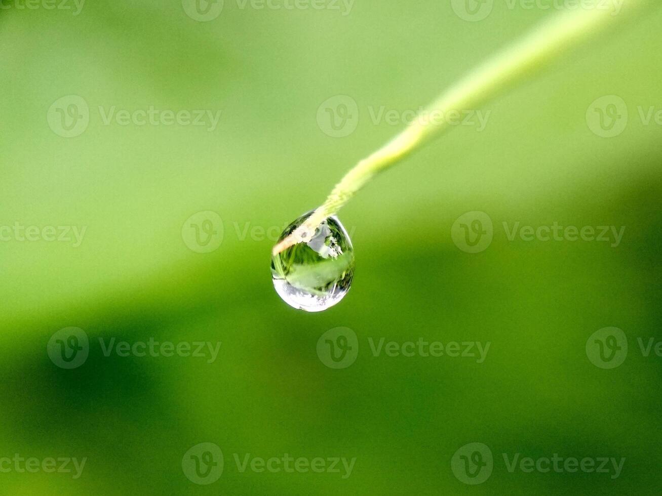 Large beautiful drops of transparent rain water on a green leaf macro. Droplets of water sparkle glare in morning sun . Beautiful leaf texture in nature. Natural background, free space. photo