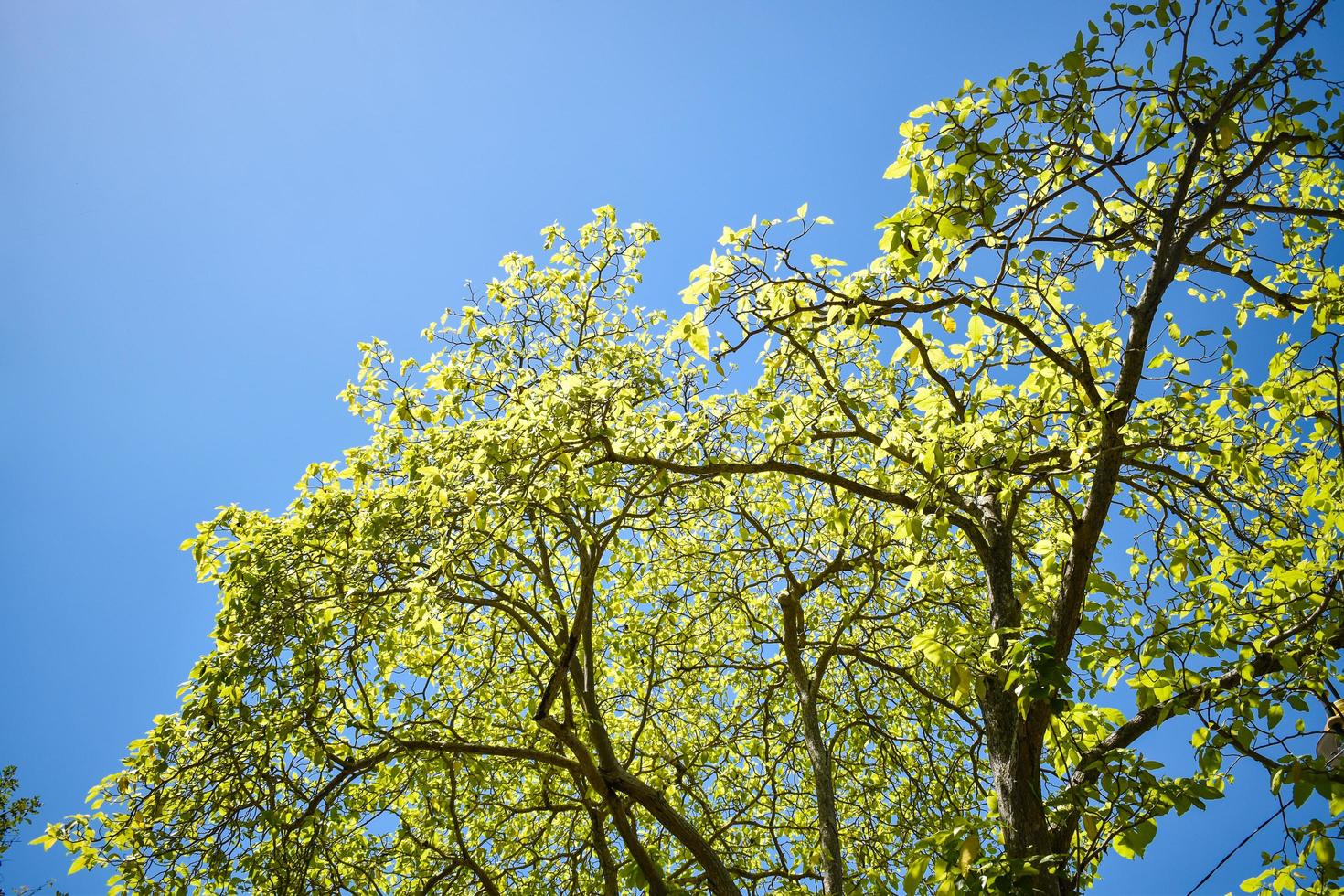 Tree with Daylight Sky photo