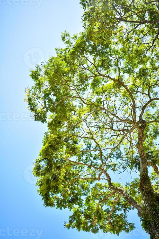 Tree with Daylight Sky photo
