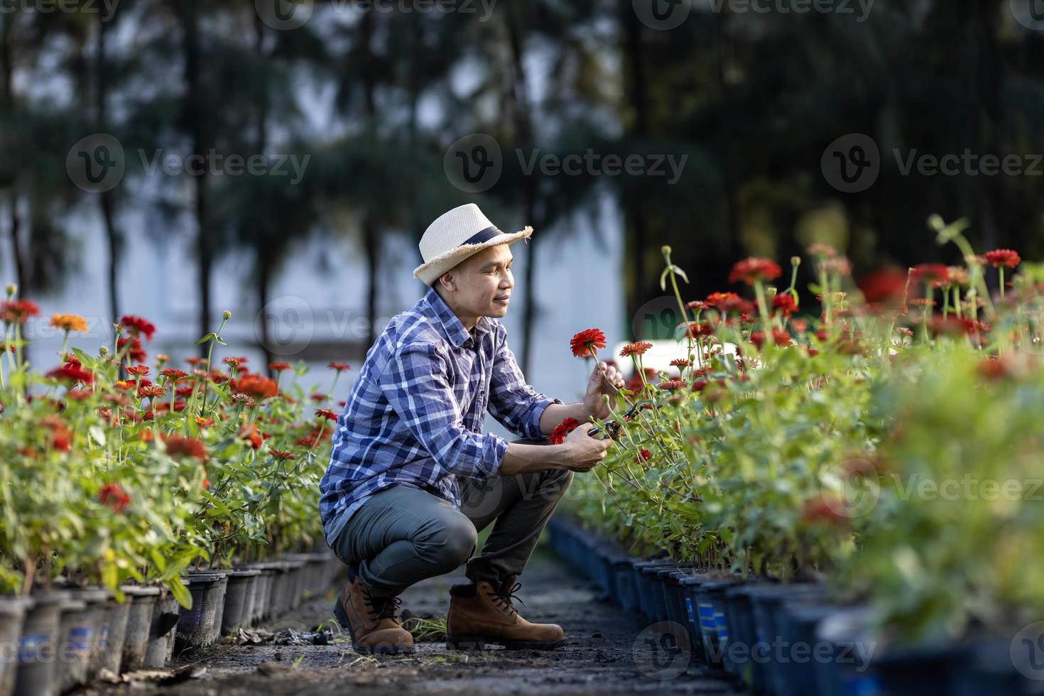 Asian gardener is cutting zinnia flowers using secateurs for cut flower business with copy space photo