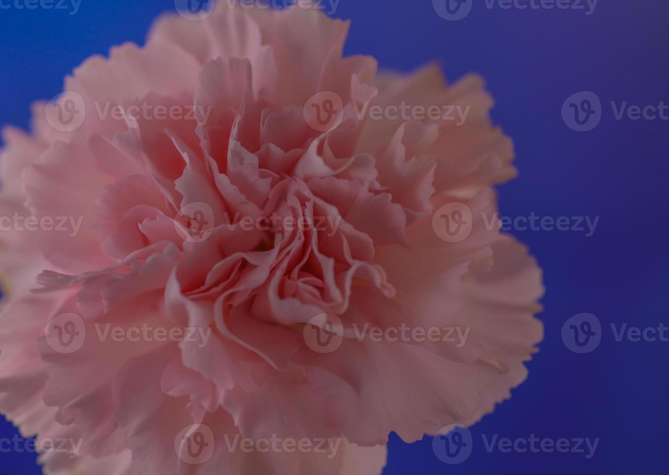 A pink Carnation . Close up . Oblique view photo