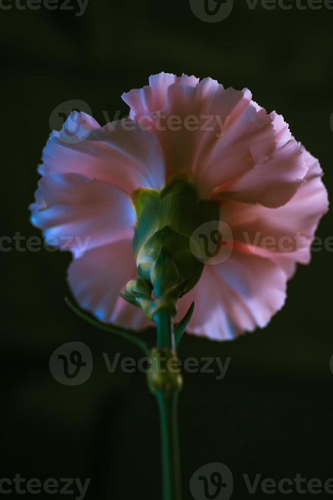 Pink Carnation . Rear view . Close up photo