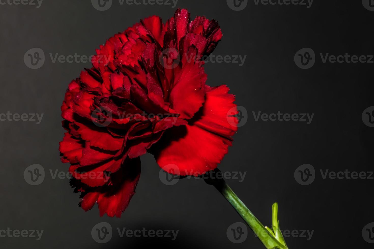 Red Carnation . Side view . Close up photo