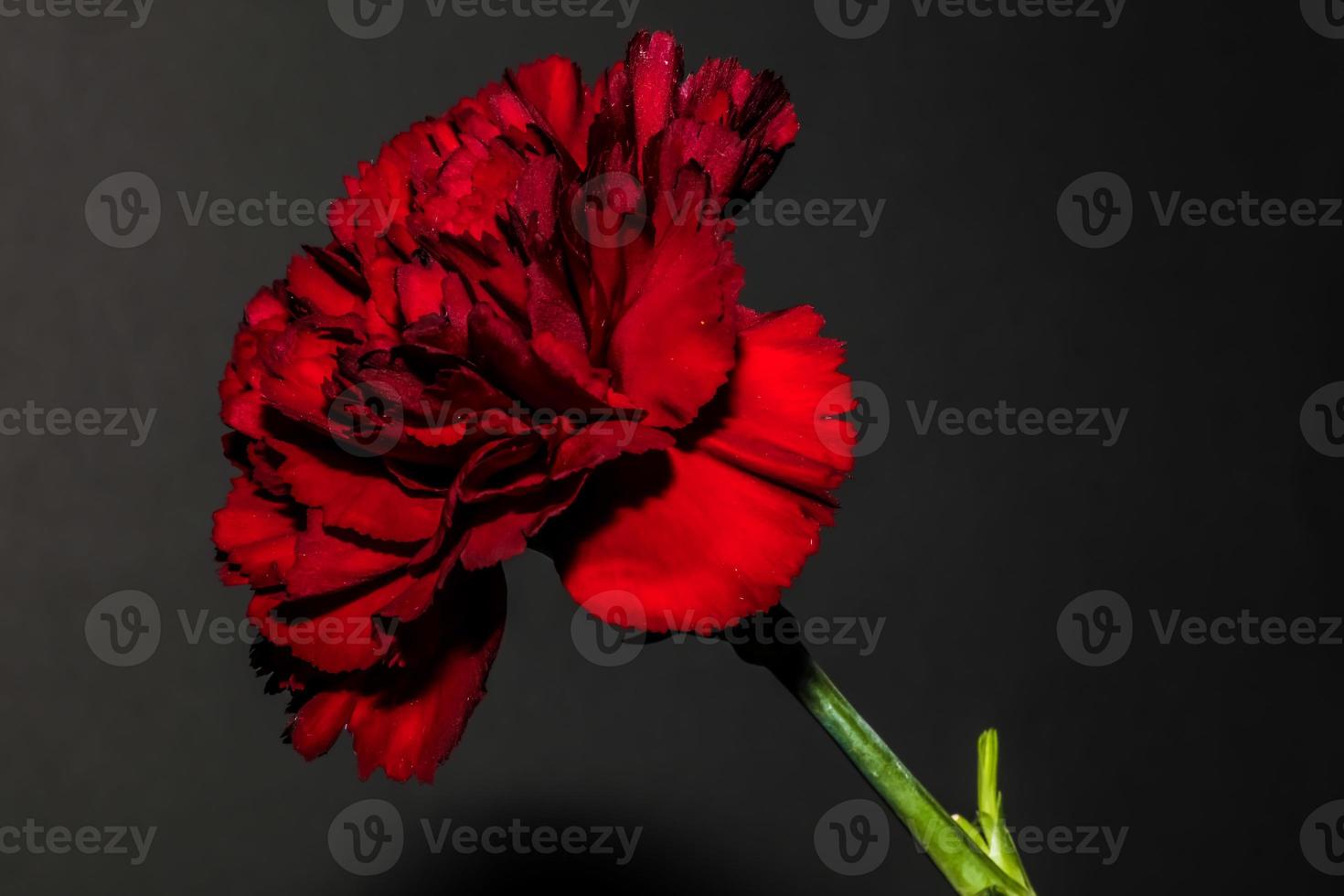 Red Carnation . Side view . Close up photo