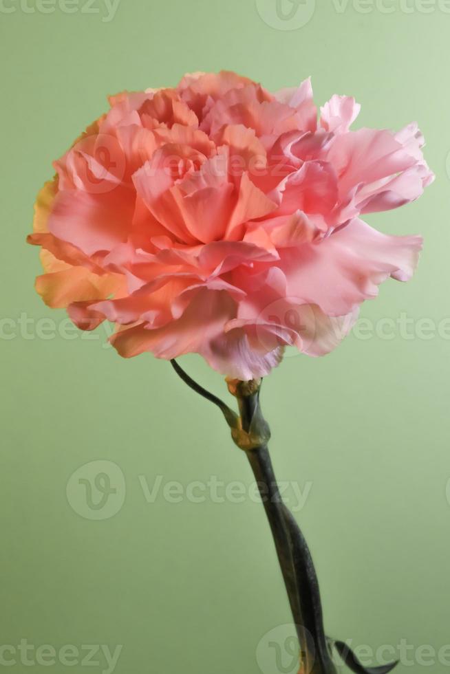 Pink Carnation on light green background . Vertical photo