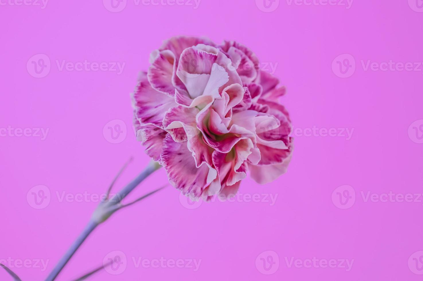 A pink variegated Carnation . Long stem . Oblique view photo