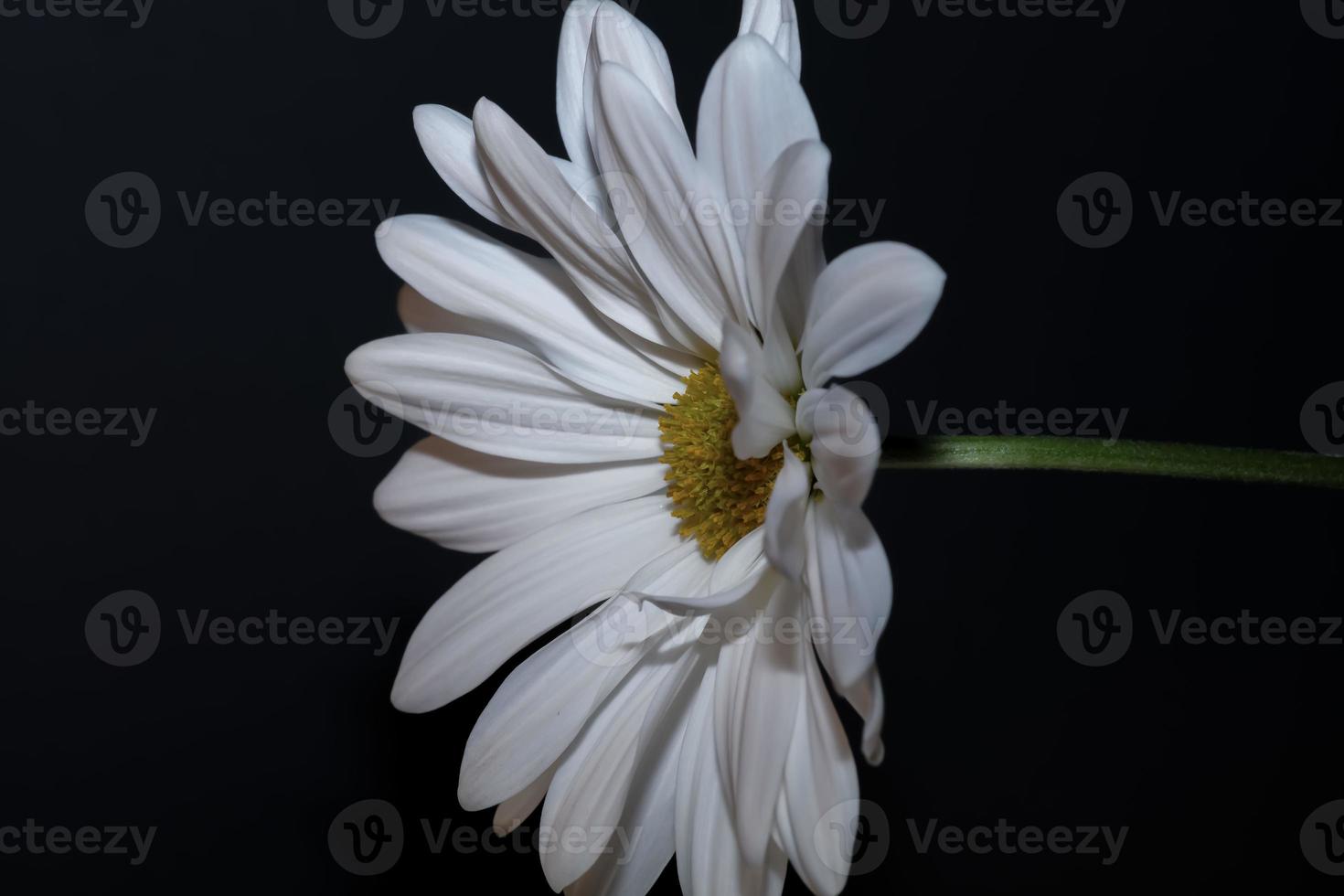 White Common Daisy . Side view . Close up photo