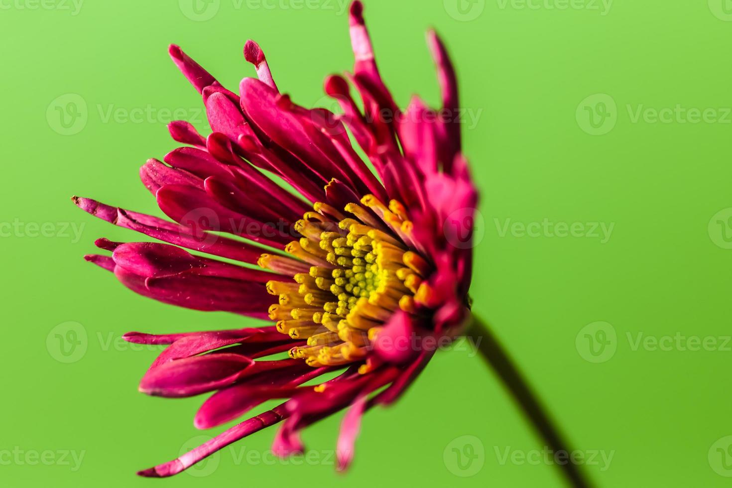 An oblique close up of a red Florist's Daisy with yellow center photo